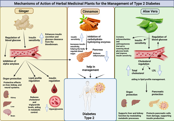 The Impact of Zingiber officinale, Cinnamomum, and Aloe barbadensis on Glycemic Regulation in Type 2 Diabetes: A Systematic Review.  Zeinab A. elshahid1*, Hend H. Mohamed2 , Aya K. Mahmoud3, Habiba W. Abdullah4, Yasmine A. Hassan3   1Chemistry of Natural and Microbial Products Department, Pharmaceutical Drug Industry and Research Institute, National Research Center, 12622, Cairo, Egypt. 2School of Biotechnology and Research, Badr University in Cairo, Badr City, Cairo 11829, Egypt 3Chemistry/Biochemistry Department, Faculty of Science, Cairo University, Giza 12613, Egypt 4Biotechnology Program, Faculty of Science, University of Ain Shams, Cairo, Egypt, 11566.